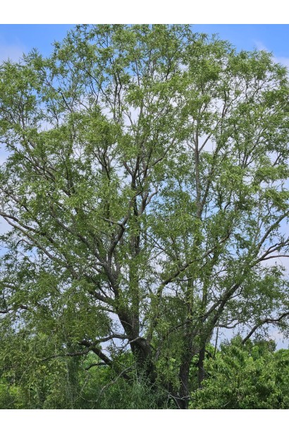 Верба Кріспа вертикальний ріст гілок у молодому віці